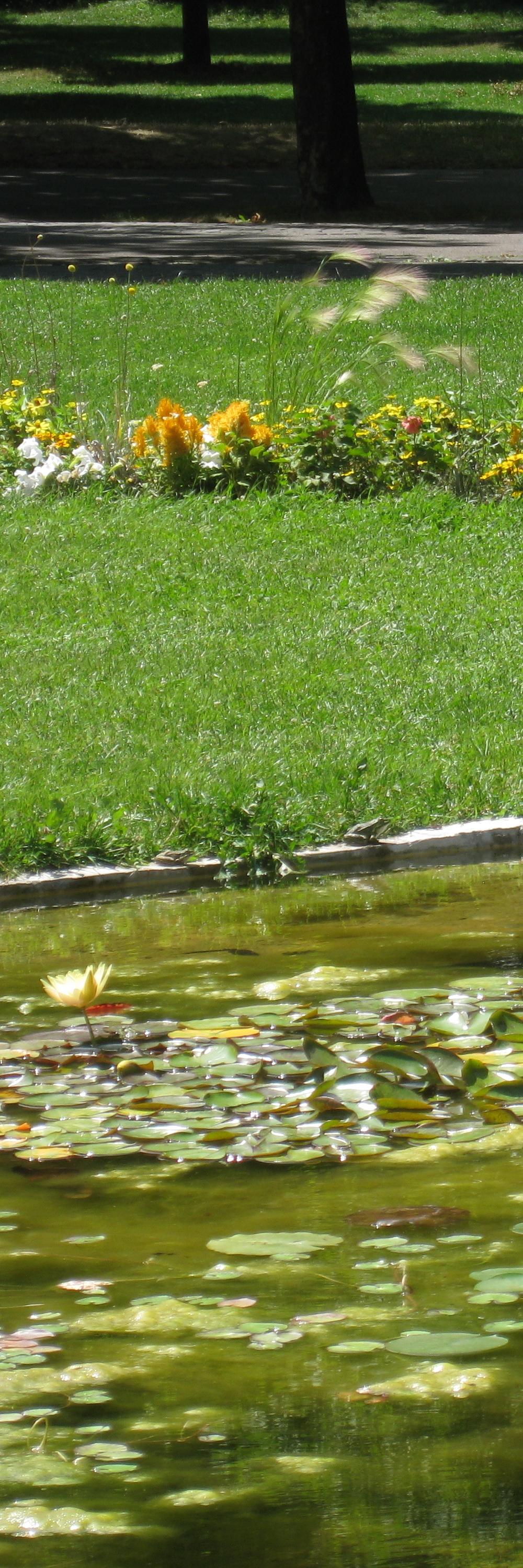 écoutez le chant des grenouilles en juin 2012, avant que les autoriés rebouchaient leur étang...