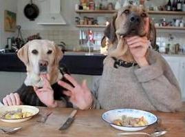 Dogs' dinner - click for the video...